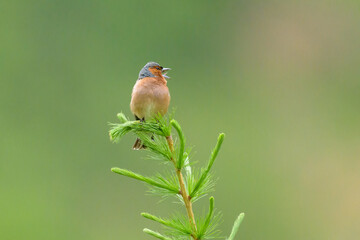 A male common chaffinch sitting on top of a tree