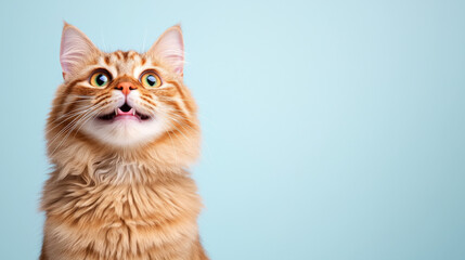 Orange tabby cat with bright eyes looking up against a light blue background indoors