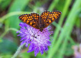 beautiful butterfly on flower