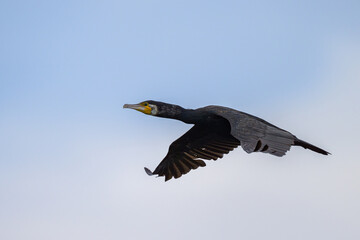 A Great Cormorant flying over the sea