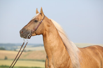 Amazing quarter horse with long mane