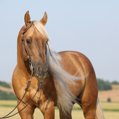 Amazing quarter horse with long mane
