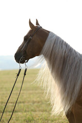 Amazing quarter horse with long mane