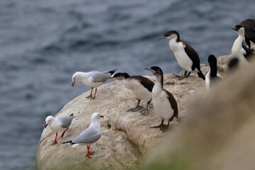 black-faced cormorant