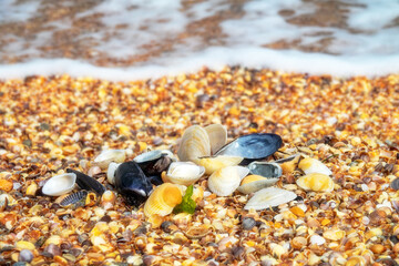 Memory of sea. Beautiful seashells on shell beach near surf. Winter cold sea. Soft shell clam (Mya arenaria), anadara ((Scapharca inaequivalis), edible mussel (Mytilus edulis), Venus between Cardium