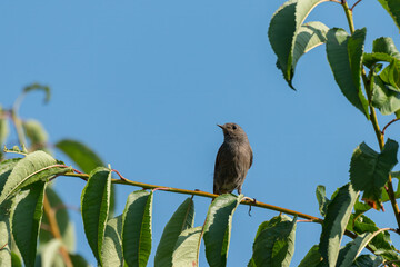 A Black Redstart sitting on a twig
