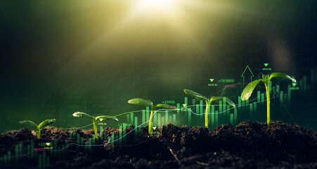Concept of business growth,profit, development and success. Young plants increase on sunny...