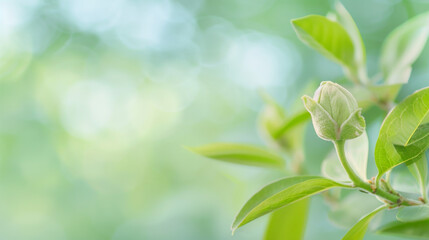 Fresh green buds on a branch during spring in a natural setting with soft lighting