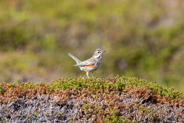 Redwing trush on the ground