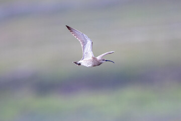 Eurasian whimbrel in flight
