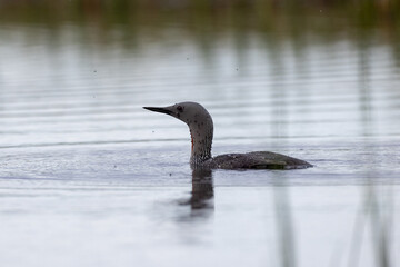 Redthroated loon swimming