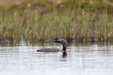 Redthroated loon swimming