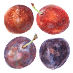 Plums hand-drawn watercolor set. Summer sweet and ripe 2024 fruits collection. The fruits are painted in light watercolor painting from nature on white background. Purple, red plums, prunes, speckled
