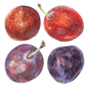 recommend clip art: Plums hand-drawn watercolor set. Summer sweet and ripe 2024 fruits collection. The fruits are painted in light watercolor painting from nature on white background. Purple, red plums, prunes, speckled