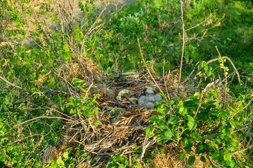 Long-legged buzzard (Buteo rufinus) nestlings are 5 days old, elder's eyes are open. Parents brought Balkan snake (Coluber jugularis) as food. View of nest and surroundings at Field elm (Ulmus). 