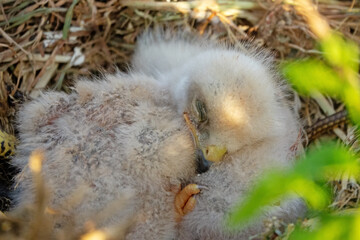 Long-legged buzzard (Buteo rufinus) nestlings are 5 days old, elder's eyes are open. White chicks in the first downy plumage, they don 't hold heads well, sleep a lot. Crimea, Kerch Peninsula. Series