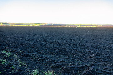 Forest-steppe chernozem (black humus earth, orthic black soil) at springtime. Underwinter ploughing. Central European Russia © max5128