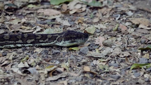 Python Slithering in Binna Burra