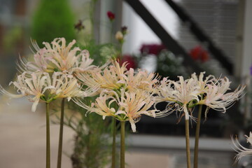 シロヒガンバナ