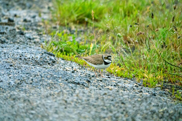 Little ringed plover (Charadrius dubius curonicus) nesting in the middle of the steppe Crimea on the slope of a freshwater depression. Kerch Peninsula