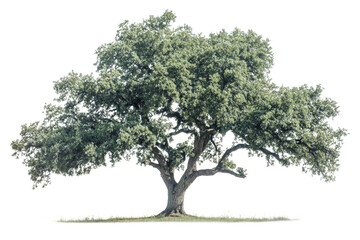 Obraz premium Large oak tree , detailed bark and leaves ,Isolated on transparent background