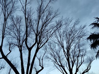 tree in the sky