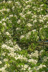 Wild pear Pyrus communis) friendly flowering in the forest-steppe, crab stock for steppe afforestation, fields protective and roadside plantings, ancestral plant. Floodplain of the Don River. Russia