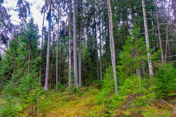 Forest science, sylviculture. Agelong timber stand of European spruce (Picea excelsa, P. abies) in...