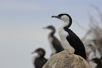 cormorant