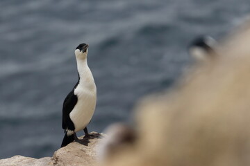 cormorant