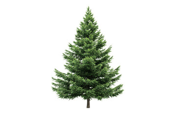 Fototapeta premium Evergreen pine tree with a conical shape ,Isolated on transparent background