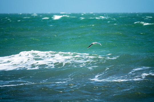 Spring storm on the Sea of Azov, Arabatskaya strelka. Coastal foamy rolling waves