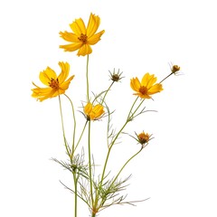 Fototapeta premium Fieldrush Flower isolated on white background.