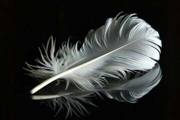 Obraz premium Lightly Mirrored: Detailed Closeup of Individual White Swan Feather with Shadow