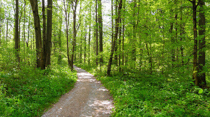 Fototapeta premium path in the woods