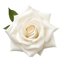 Beautiful white rose with delicate petals, symbolizing purity and love, on a white isolated background.
