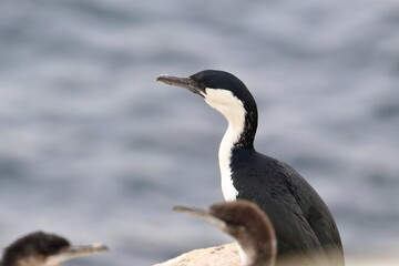 cormorant