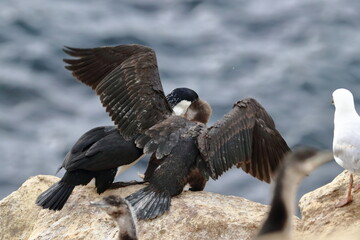 cormorant