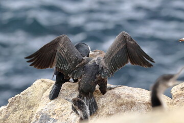 cormorant