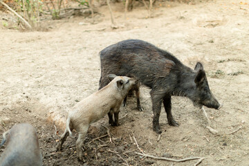 Mother wild boar nursing her piglet in a natural outdoor setting. The piglet is feeding while the mother stands calmly on a patch of soil surrounded by sparse vegetation.