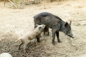 Mother wild boar nursing her piglet in a natural outdoor setting. The piglet is feeding while the mother stands calmly on a patch of soil surrounded by sparse vegetation.