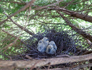 A wood pigeon, ringdove (Columba palumbus) nest with two clumsy big-nosed chicks in north fir forest, wild europian ringdove nesting habitat