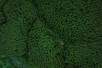 Aerial view of beautiful forest mountain landscape