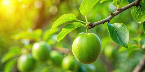 healthy,green, foliage, harvest, tree, plant, forced perspective, fruit, ripening, garden, nature, organic, fresh, summer, Green ripening plum on a tree with green foliage in the garden