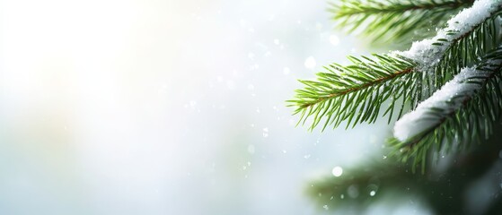 Obraz premium A pine branch in focus, adorned with melting snow, against a softly blurred backdrop of a winter sky