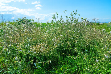 Bladder campion (Silene vulgaris, S. inflata) plant is in good condition as it grows among a colony...
