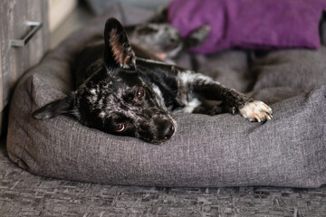 Black and gray dog lying on a soft bed, looking tired.