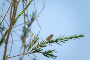 Myrtle and willow thickets on the coast of the Persian Gulf. Wintering and migratory passerines...