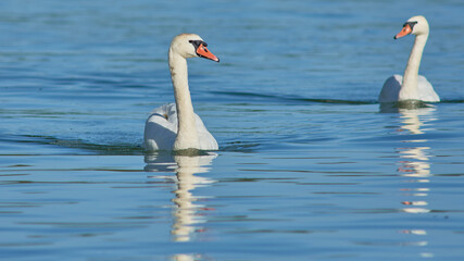 Beautiful elegant white swans swimming in the Danube river in Belgrade, Serbia