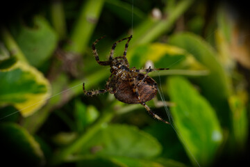 Cross spider, or Cross orbweaver spider, female,  sewing